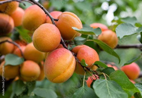 Ripe apricots in the orchard photo