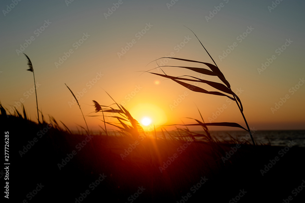 Grass against the red setting sun. Golden light.
