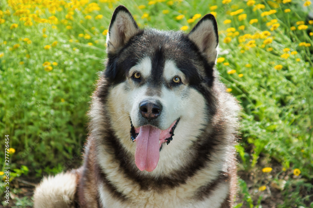 Malamute breed dog posing in nature. Malamute gray-white. Close-up dog lies on a flower meadow
