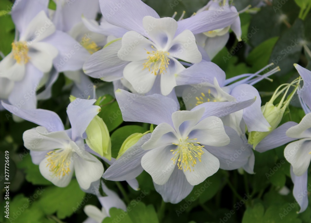 PURPLE & YELLOW COLUMBINE FLOWERS PURPLE & YELLOW COLUMBINE FLOWERS