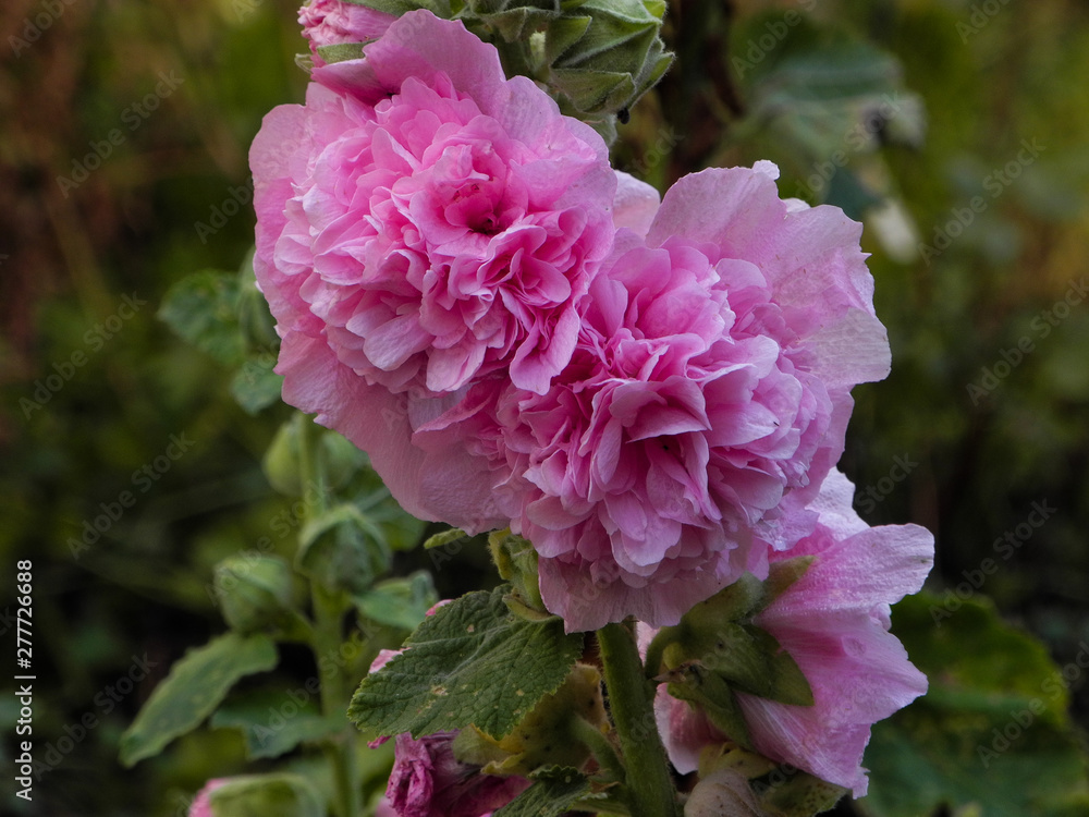 High quality close-up photo of pink fresh peonies in the garden. Beautiful fragile flowers in the morning. Bright and sunny colorful spring mood. Natural beauty in pastel tone.