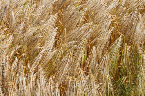 Golden ripened ears of wheat background. Farm autumn harvest of grain agriculture