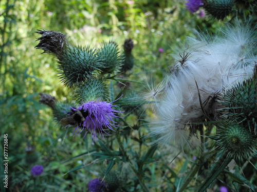 Close up photo of sow thistle in summer field. Sunny weather in meadow full of green on background. Rustic simple neutral colored picture. Natural beauty and soft light in noon. For botanical books. photo