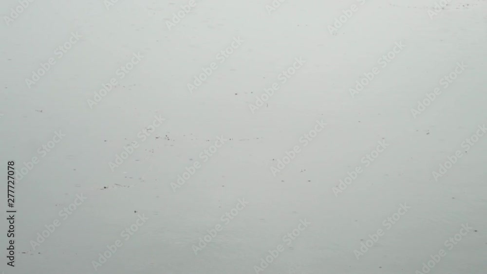 birds fly over the lake in the rain birds fly over the lake in the rain
