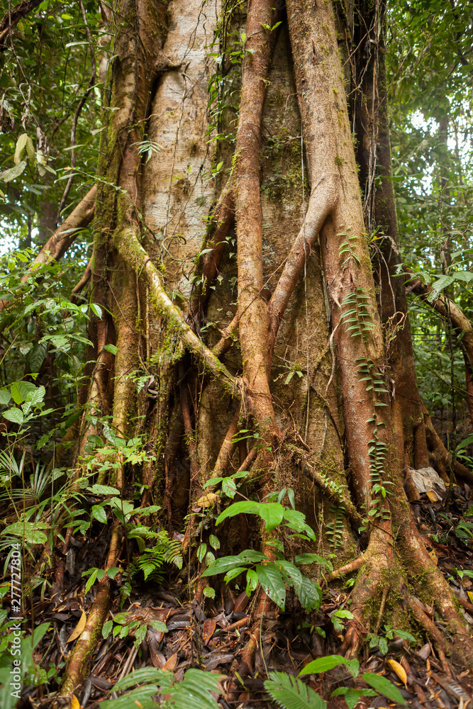 Fototapeta premium Lush rainforest at Borneo Malaysia nature