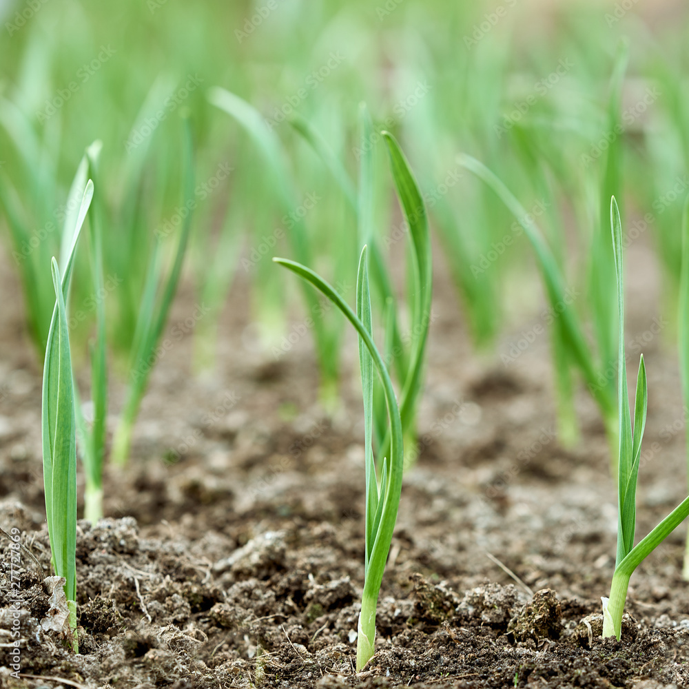 Early garlic plants on a ground in spring close up. Early garlic plants on a ground in spring close up.