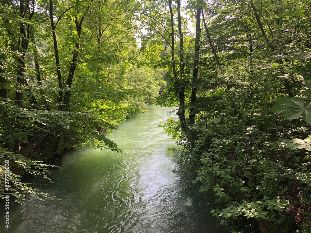 Obraz premium river in forest