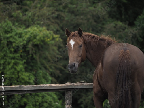 A brown horse looks over its shoulder. 