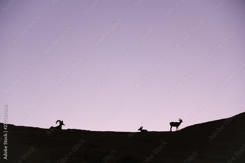 purple sunset with silhouette of big horn sheep