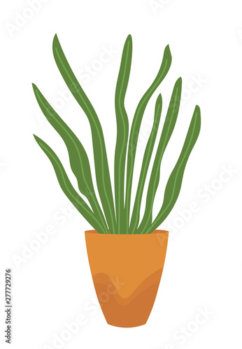 Green house plant in pot isolated on white. Vector home decorative element, herb or grass in flowerpot. Floral element with leaves in vase, houseplant