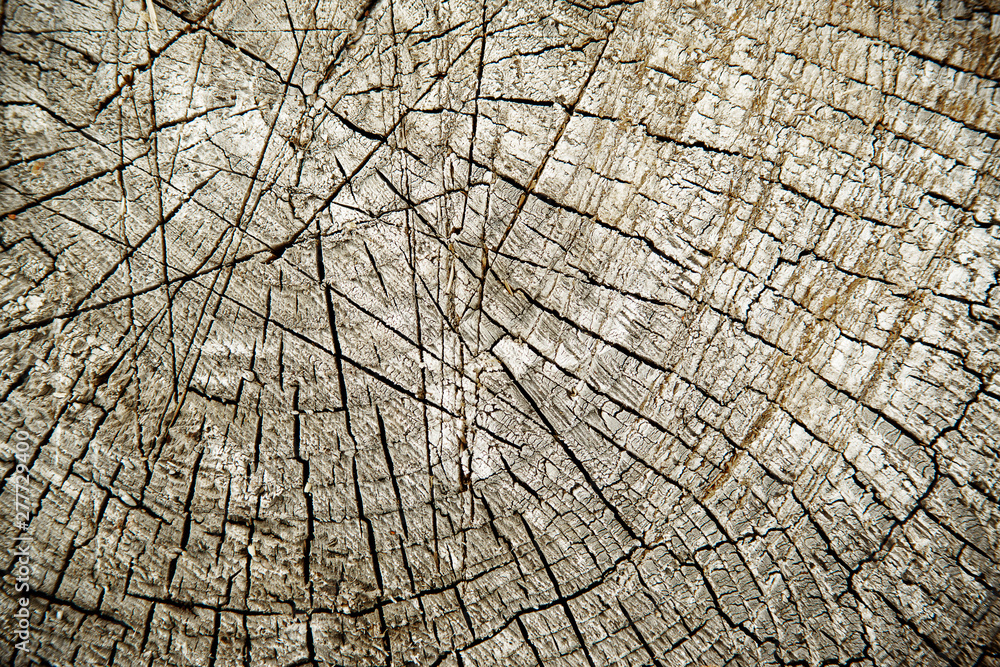 Cut tree trunk top view close-up background
