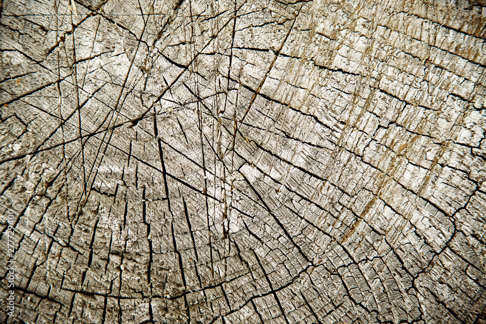 Fototapeta premium Cut tree trunk top view close-up background