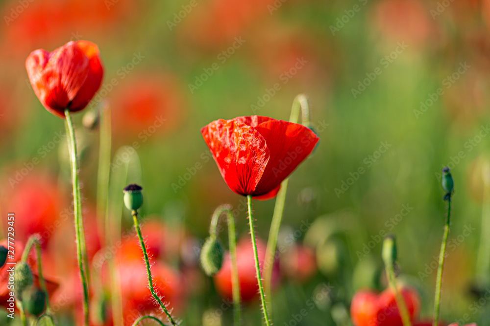 Vibrant red poppies in the Sussex countryside during summer Vibrant red poppies in the Sussex countryside during summer