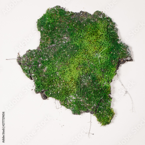 moss on white background