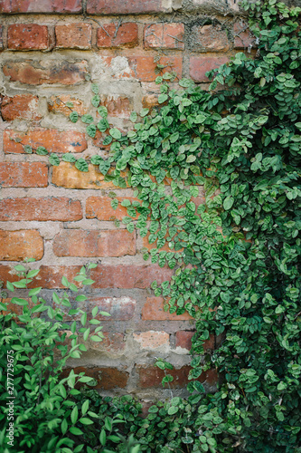 brick wall with ivy