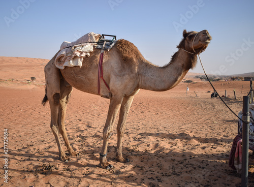 Camello en el desierto © Josu Etxeberria