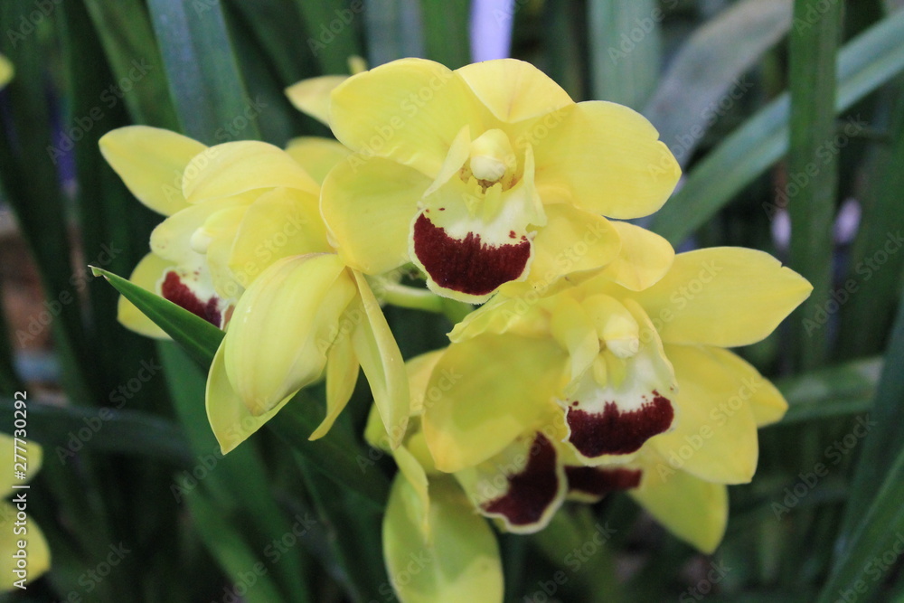 Fototapeta premium yellow orchid on green background