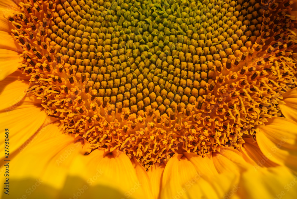 Bright yellow sunflower lighted solar svetom. Mock up template. Copy space for your text Bright yellow sunflower lighted solar svetom. Mock up template. Copy space for your text