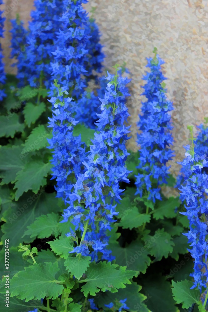 BLOOMING BLUE COLEUS FLOWERS Stock Illustration | Adobe Stock