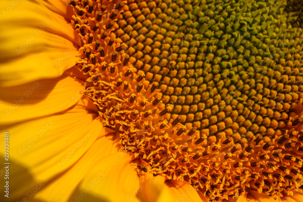 Bright yellow sunflower lighted solar svetom. Mock up template. Copy space for your text Bright yellow sunflower lighted solar svetom. Mock up template. Copy space for your text