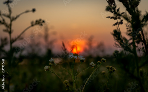 Mystical evening landscape of sunset in the field . The Netherlands countryside in the summertime