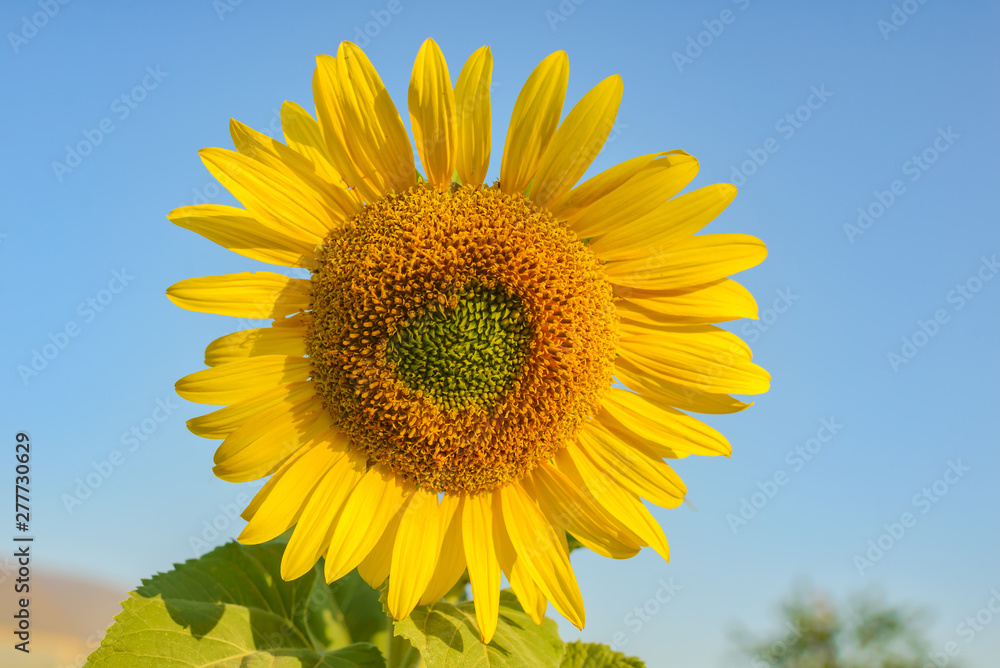 Bright yellow sunflower lighted solar svetom. Mock up template. Copy space for your text Bright yellow sunflower lighted solar svetom. Mock up template. Copy space for your text