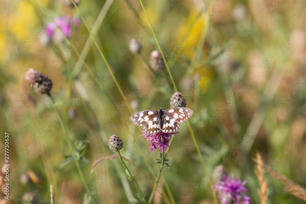 Melanargia galathea on the blossom of a meadow plant Melanargia galathea on the blossom of a meadow plant