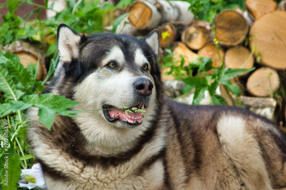 Malamute breed dog posing in nature. Malamute gray-white. The home dog lies by the wood Malamute breed dog posing in nature. Malamute gray-white. The home dog lies by the wood