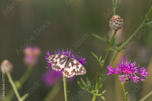 Melanargia galathea on the blossom of a meadow plant photo