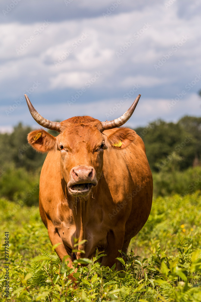 Glanrinder in der Landschaftspflege auf der Weide Glanrinder in der Landschaftspflege auf der Weide