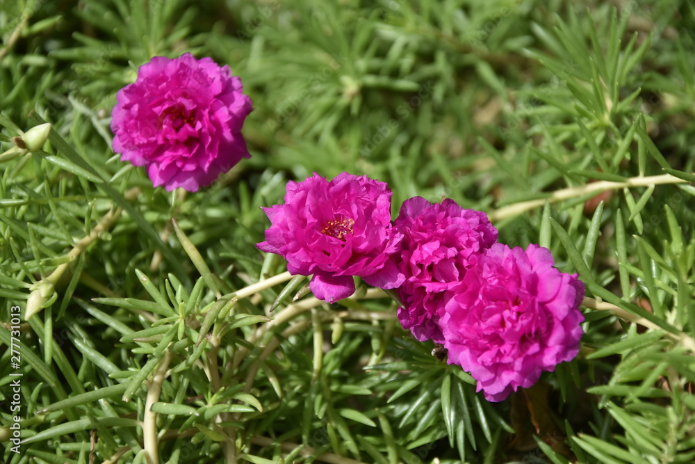 L AMOUR DES FLEURS L AMOUR DES FLEURS