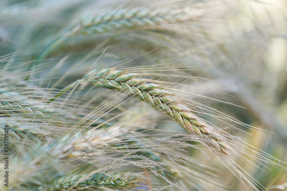 Closeup of cereal grain. Plant background. Closeup of cereal grain. Plant background.