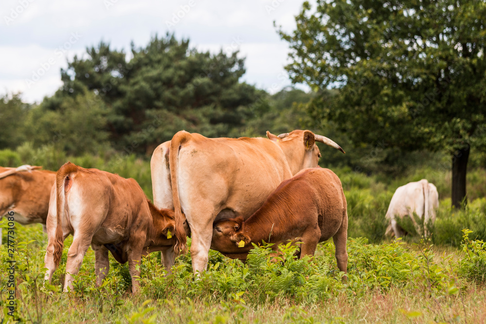 Mutterkuh säugt ihr Kalb auf der Weide Mutterkuh säugt ihr Kalb auf der Weide