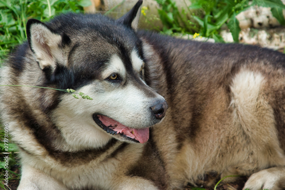 Malamute breed dog posing in nature. Malamute gray-white. Malamute breed dog posing in nature. Malamute gray-white.