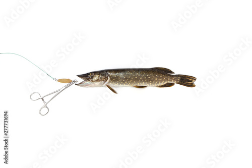 Pike and lure lying on  white background