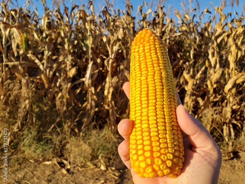 corn in the field