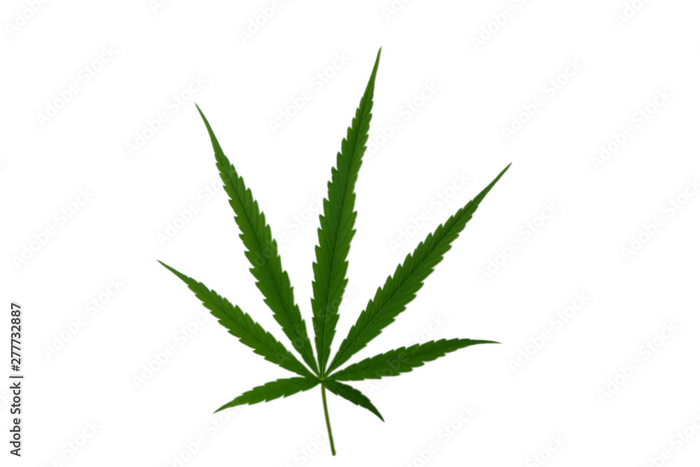 isolated Marijuana leaf on white background. Green leaf with white background. isolated Marijuana leaf on white background. Green leaf with white background.