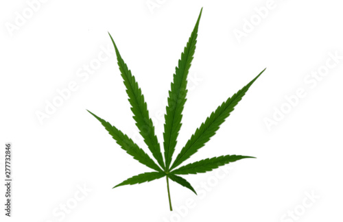isolated Marijuana leaf on white background. Green leaf with white background.