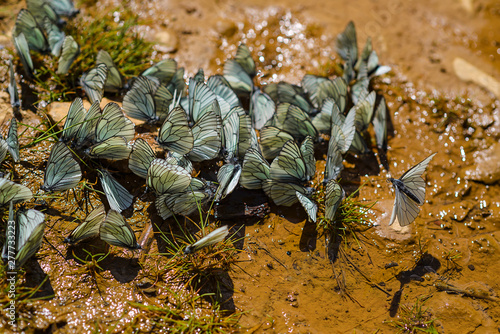 Wall Mural The aporia Crataegi (Aporia crataegi) is a butterfly of the family of pierids (Pieridae)