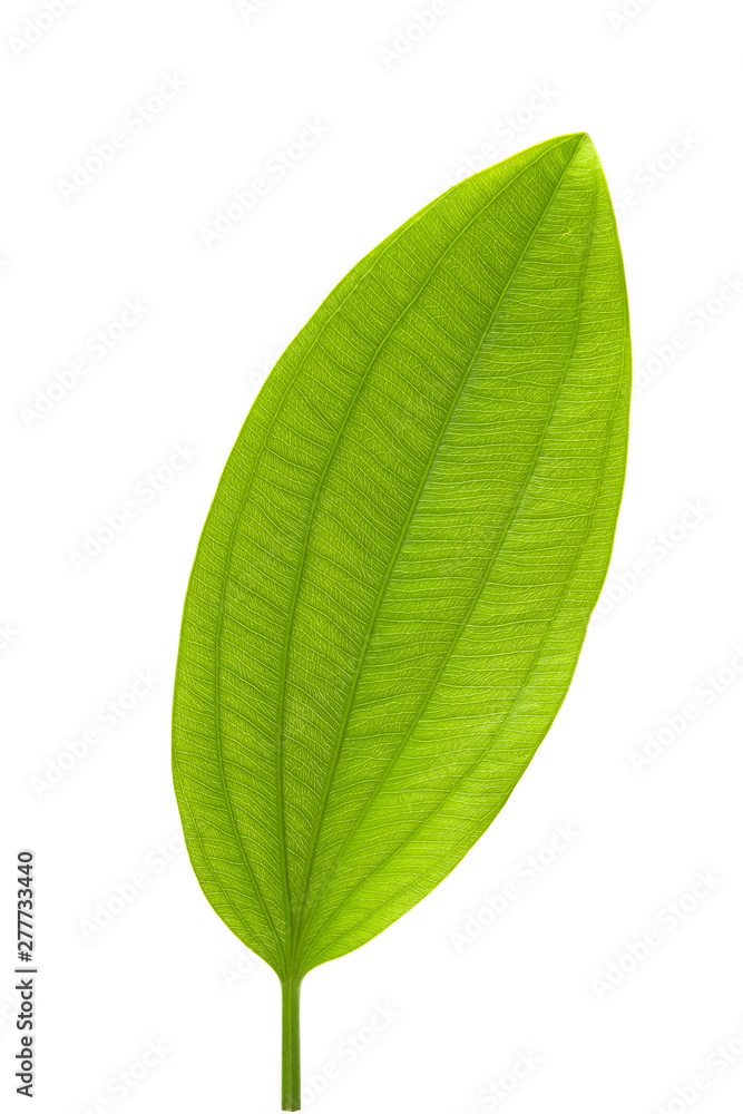 Fresh green leaves on isolated white background. Fresh green leaves on isolated white background.