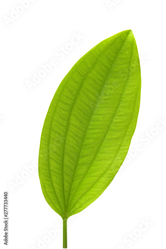 Fresh green leaves on isolated white background.
