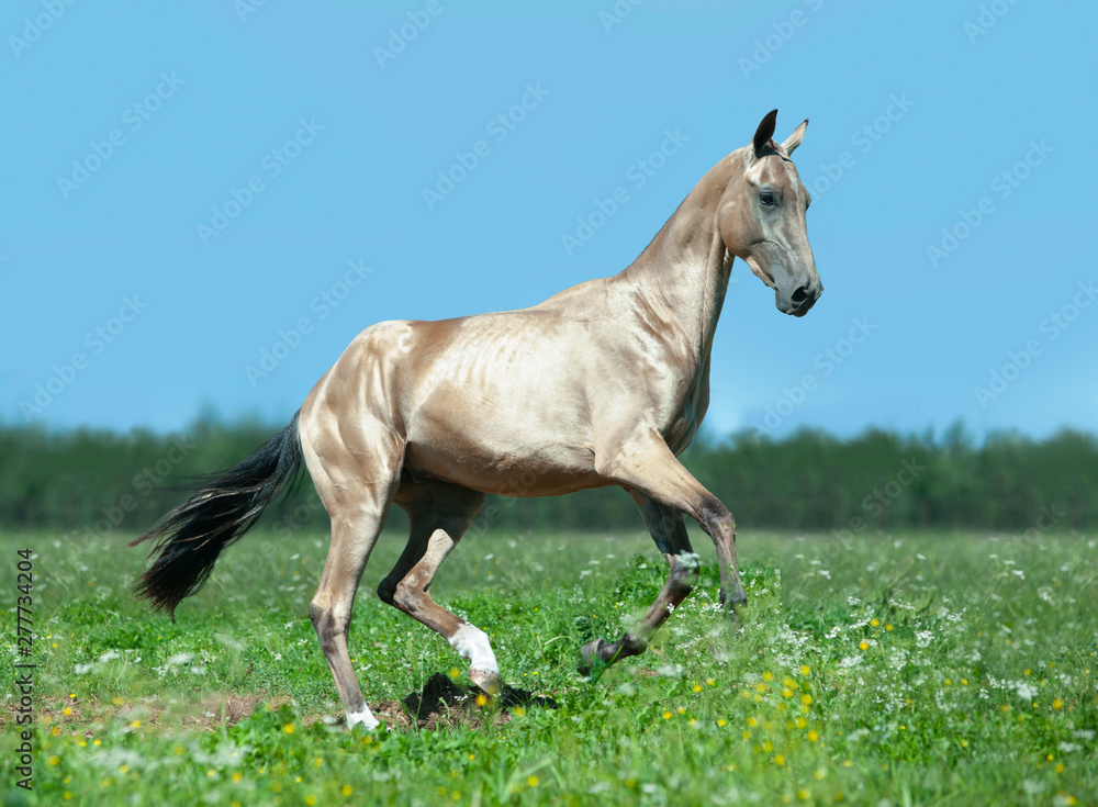 golden buckskin akhal-teke horse runs free outdoors Stock-Foto | Adobe Stock