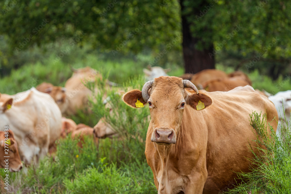 Rinderherde auf der Weide im Naturschutzgebiet Rinderherde auf der Weide im Naturschutzgebiet