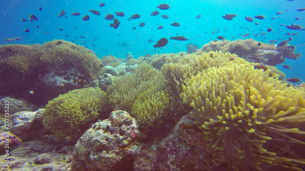 Fascinating scuba diving on the reefs of the Maldives. Fascinating scuba diving on the reefs of the Maldives.