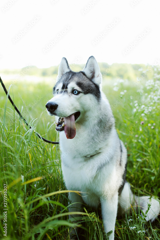 siberian husky with blue eyes sitting in the grass Husky sitting