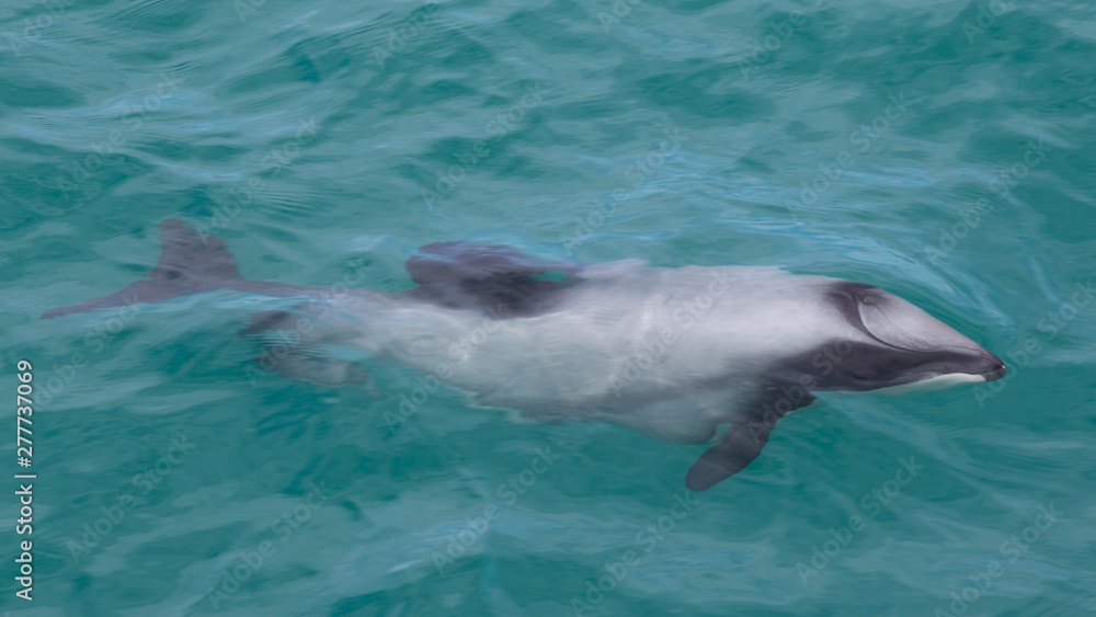 Obraz premium Dolphin at Kaikoura, South Island, New Zealand