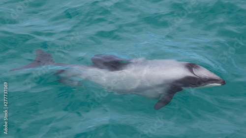 Dolphin at Kaikoura, South Island, New Zealand