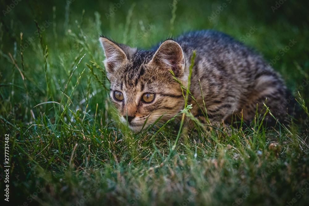 kitty cat on the grass