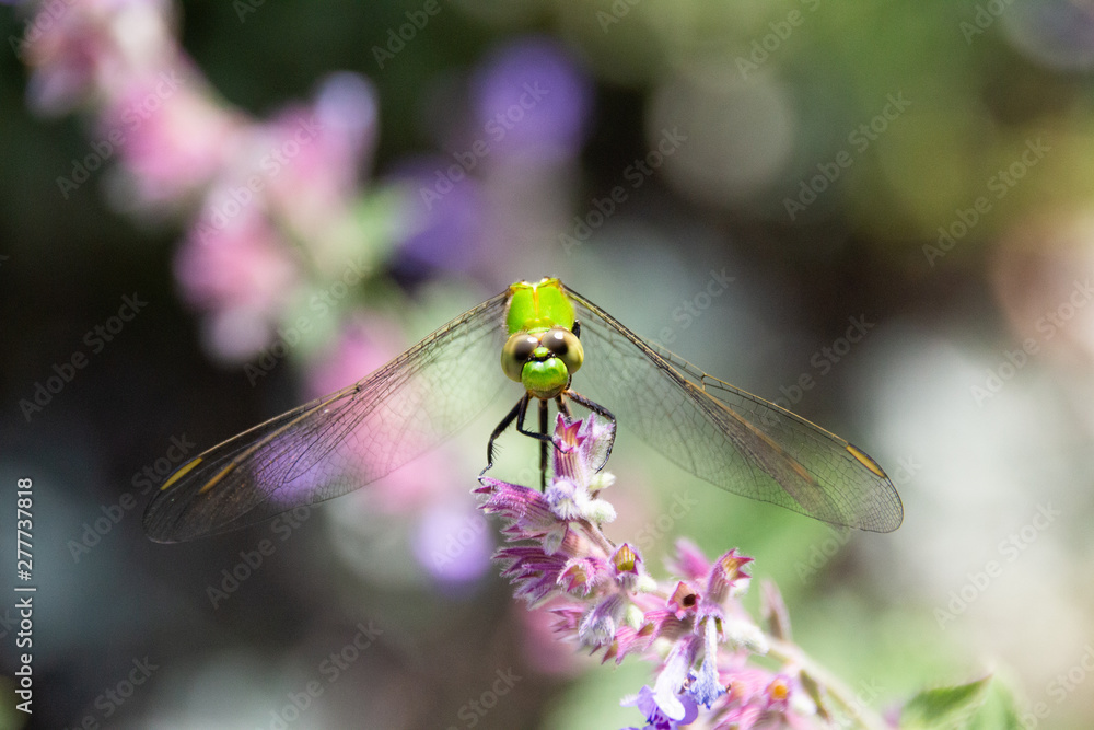 dragonfly on flower dragonfly on flower