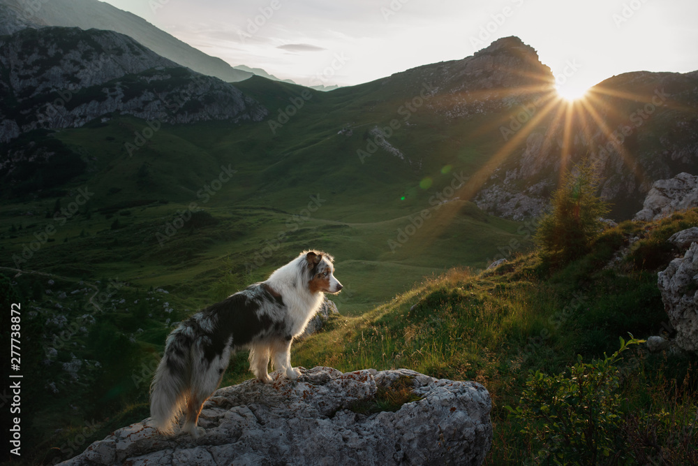 Obraz premium dog on the mountain at sunset. Travelling with a pet, Hiking. Australian shepherd in nature